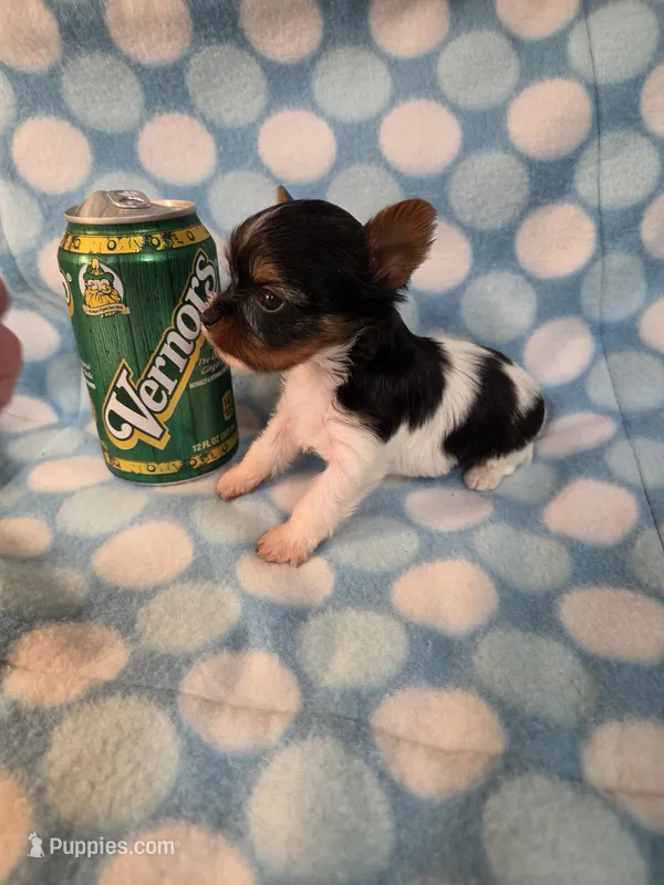 Vernor – Yorkshire Terrier puppy for sale in Noblesville, IN