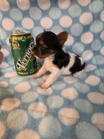 Vernor, a female Yorkshire Terrier for sale in Noblesville, IN – 1 of 5