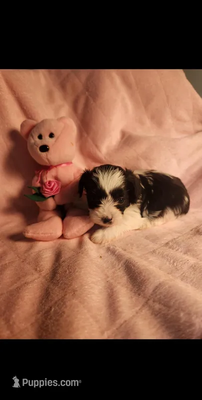 Female #2 – Yorkipoo puppy for sale in Noblesville, IN