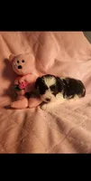 Female #2, a female Yorkipoo for sale in Noblesville, IN – Photo 1 of 3