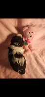 Female #2, a female Yorkipoo for sale in Noblesville, IN – Photo 2 of 3
