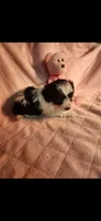 Female #2, a female Yorkipoo for sale in Noblesville, IN – Photo 3 of 3