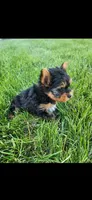 Male-blue, a male Yorkshire Terrier for sale in Noblesville, IN – 3 of 6