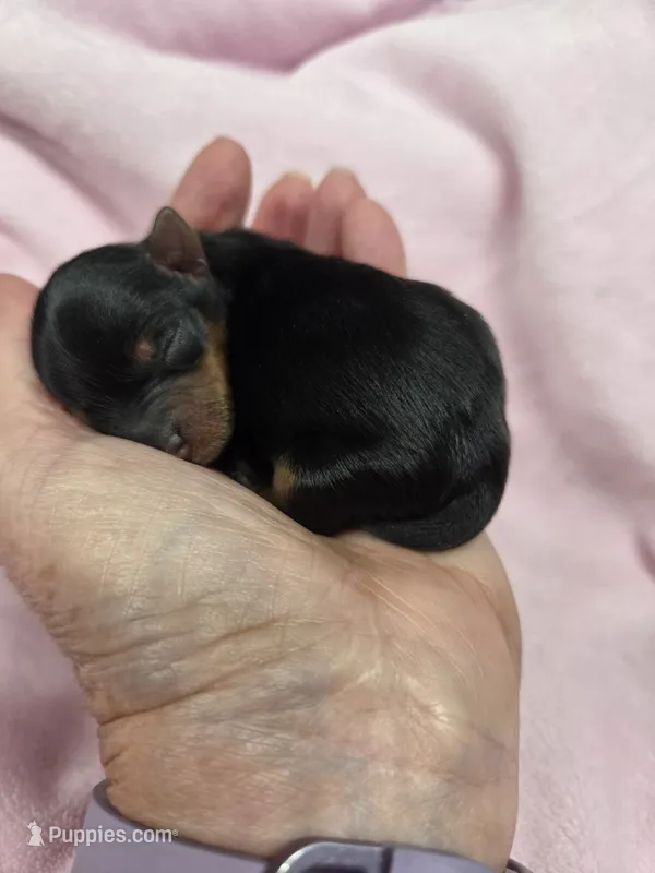Tiny male – Yorkshire Terrier puppy for sale in Noblesville, IN