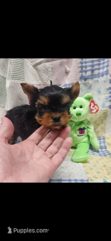 Green-male – Yorkshire Terrier puppy for sale in Noblesville, IN