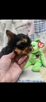 Green-male, a male Yorkshire Terrier for sale in Noblesville, IN – 3 of 6