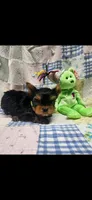 Green-male, a male Yorkshire Terrier for sale in Noblesville, IN – 2 of 6