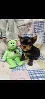 Green-male, a male Yorkshire Terrier for sale in Noblesville, IN – 4 of 6