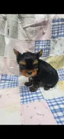 Green-male, a male Yorkshire Terrier for sale in Noblesville, IN – 6 of 6