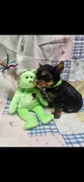 Green-male, a male Yorkshire Terrier for sale in Noblesville, IN – 5 of 6