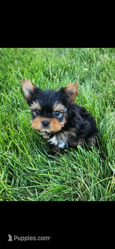 Green-male – Yorkshire Terrier puppy for sale in Noblesville, IN
