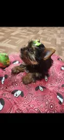Green female, a female Yorkshire Terrier for sale in Noblesville, IN – Photo 5 of 6