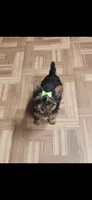 Green female, a female Yorkshire Terrier for sale in Noblesville, IN – Photo 2 of 6