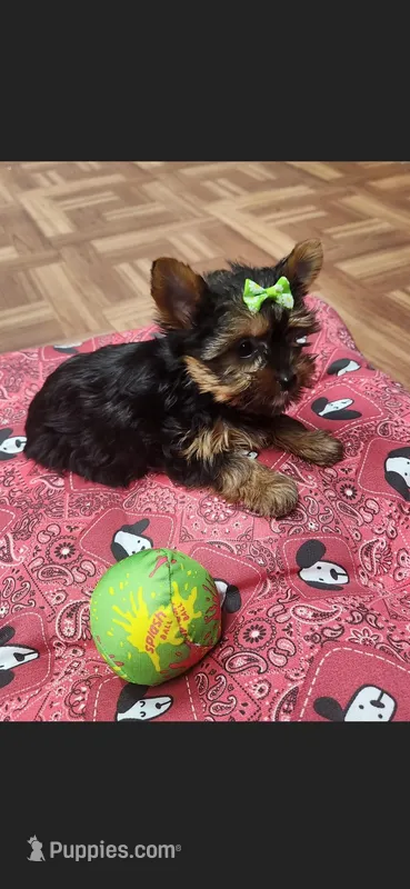 Green female, a female Yorkshire Terrier for sale in Noblesville, IN – Photo 1 of 6