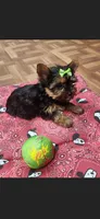 Green female, a female Yorkshire Terrier for sale in Noblesville, IN – Photo 1 of 6