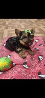 Green female, a female Yorkshire Terrier for sale in Noblesville, IN – Photo 4 of 6