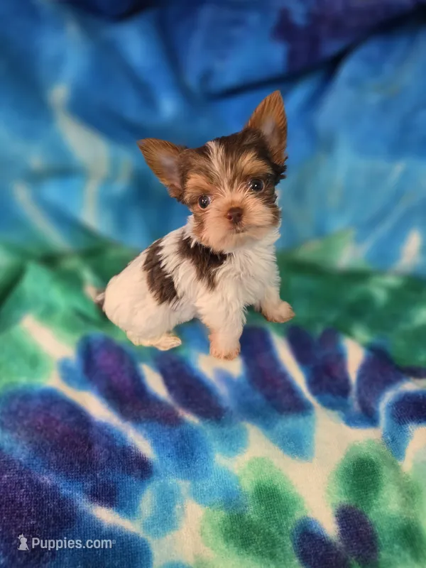 Squirt – Yorkshire Terrier puppy for sale in Noblesville, IN