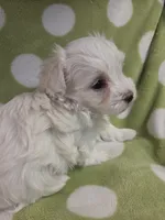 Green, a male Maltese for sale in Noblesville, IN – 4 of 6