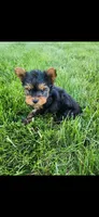 Male-blue, a male Yorkshire Terrier for sale in Noblesville, IN – 2 of 6