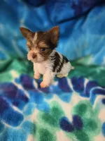 Tiny, a male Yorkshire Terrier for sale in Noblesville, IN – 6 of 7