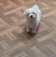 Green, a male Maltese for sale in Noblesville, IN – 2 of 3