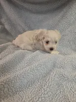 Blue, a male Maltese for sale in Noblesville, IN – 4 of 6