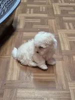 Sold-blue, a male Maltese for sale in Noblesville, IN – 4 of 4