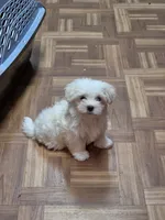 Sold-blue, a male Maltese for sale in Noblesville, IN – 3 of 4