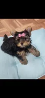 Pink female, a female Yorkshire Terrier for sale in Noblesville, IN – Photo 3 of 5