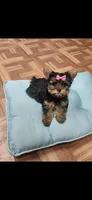 Pink female, a female Yorkshire Terrier for sale in Noblesville, IN – Photo 5 of 5
