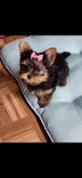 Pink female, a female Yorkshire Terrier for sale in Noblesville, IN – Photo 2 of 5