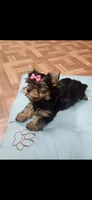 Pink female, a female Yorkshire Terrier for sale in Noblesville, IN – Photo 1 of 5