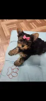Pink female, a female Yorkshire Terrier for sale in Noblesville, IN – Photo 4 of 5