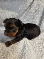 Male yorkie, a male Yorkshire Terrier for sale in Noblesville, IN – 2 of 5