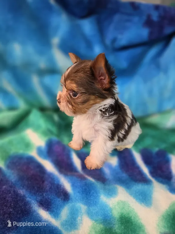 Tiny – Yorkshire Terrier puppy for sale in Noblesville, IN
