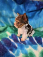Tiny, a male Yorkshire Terrier for sale in Noblesville, IN – 1 of 7