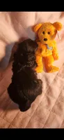 Female #3, a female Yorkipoo for sale in Noblesville, IN – Photo 3 of 3