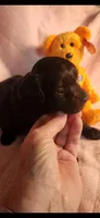 Female #3, a female Yorkipoo for sale in Noblesville, IN – Photo 2 of 3