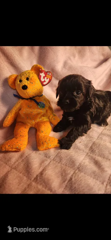 Female #3, a female Yorkipoo for sale in Noblesville, IN – Photo 1 of 3