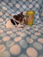 Squirt, a male Yorkshire Terrier for sale in Noblesville, IN – 2 of 4