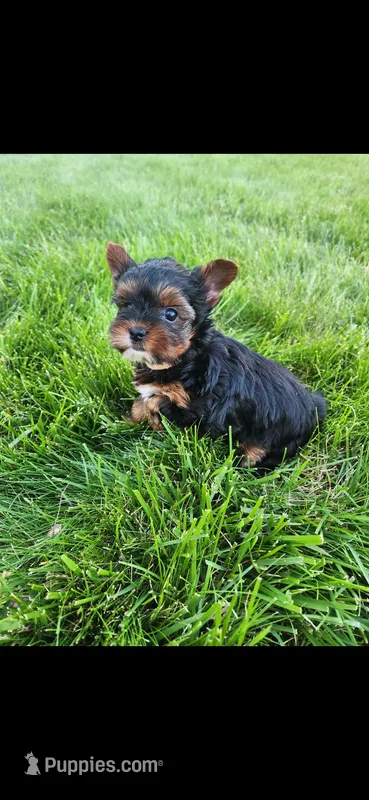 Female yorkie – Yorkshire Terrier puppy for sale in Noblesville, IN