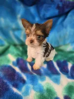 Tiny, a male Yorkshire Terrier for sale in Noblesville, IN – 5 of 7