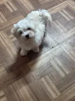 Green, a male Maltese for sale in Noblesville, IN – 3 of 3