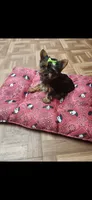 Female, a female Yorkshire Terrier for sale in Noblesville, IN – Photo 2 of 3