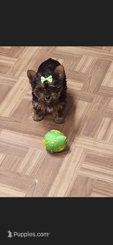 Female – Yorkshire Terrier puppy for sale in Noblesville, IN