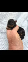 Male yorkie, a male Yorkshire Terrier for sale in Noblesville, IN – 3 of 5