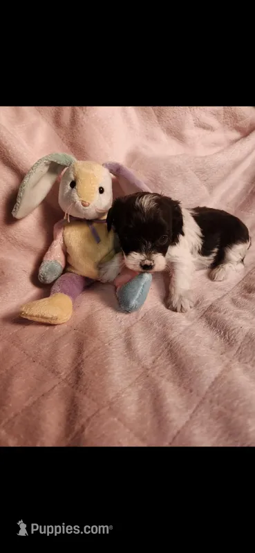 Female #4, a female Yorkipoo for sale in Noblesville, IN – Photo 1 of 3