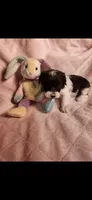Female #4, a female Yorkipoo for sale in Noblesville, IN – Photo 1 of 3