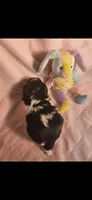 Female #4, a female Yorkipoo for sale in Noblesville, IN – Photo 3 of 3