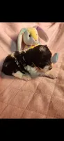 Female #4, a female Yorkipoo for sale in Noblesville, IN – Photo 2 of 3